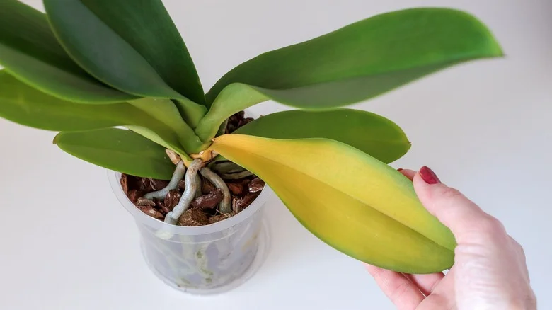 Martha Stewart’s Clever Tips Make Reviving A Dying Orchid Easier Than Ever