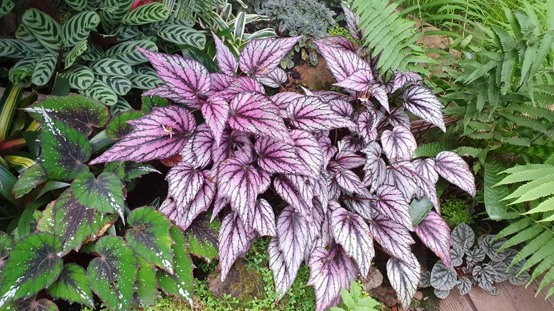 Martha Stewart’s Head Gardener’s Tips For Propagating Your Begonias