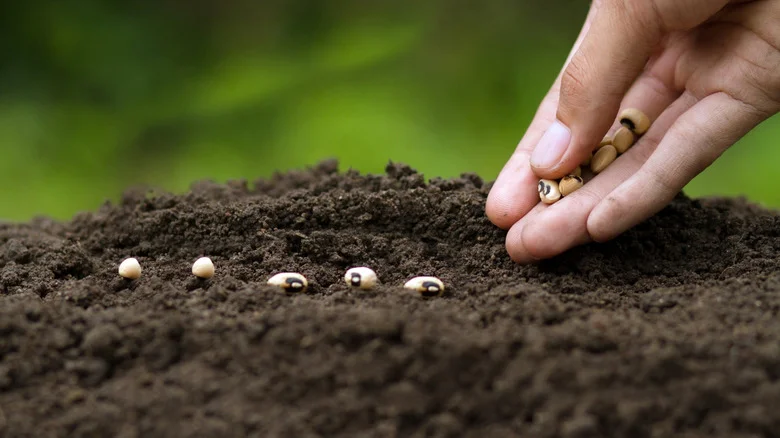 May Isn’t Too Late To Start Your Garden: Here’s What You Should Plant