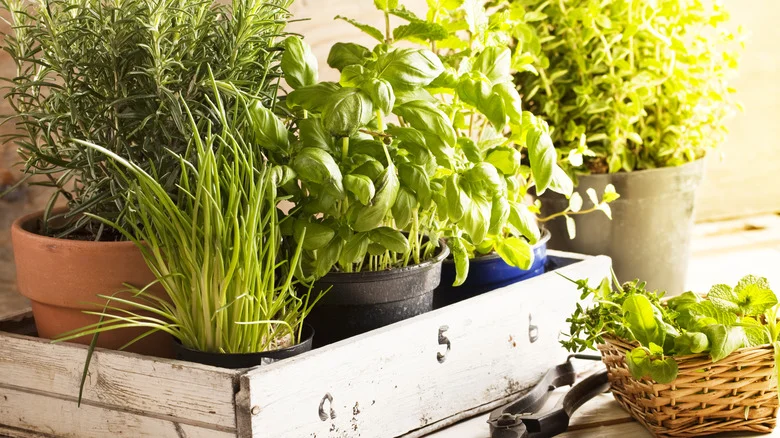 Mint’s Lesser Known Relative You Should Be Growing In Your Garden