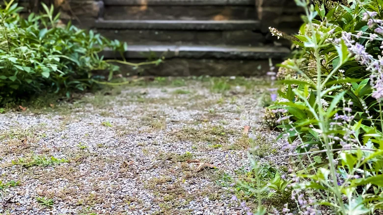 Mistakes Everyone Makes When Dealing With Weeds Growing In Gravel