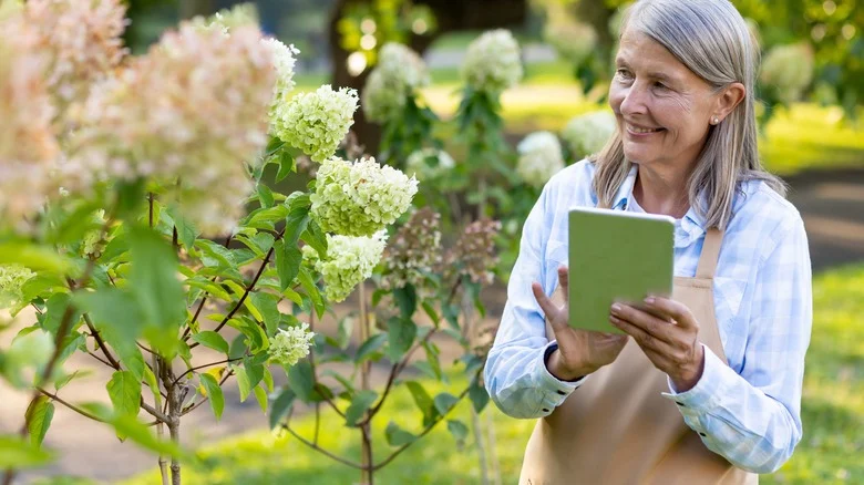 Mistakes Everyone Makes When Growing Lilacs