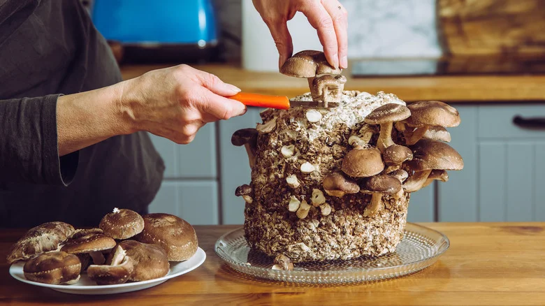 Mistakes Everyone Makes When Growing Mushrooms At Home