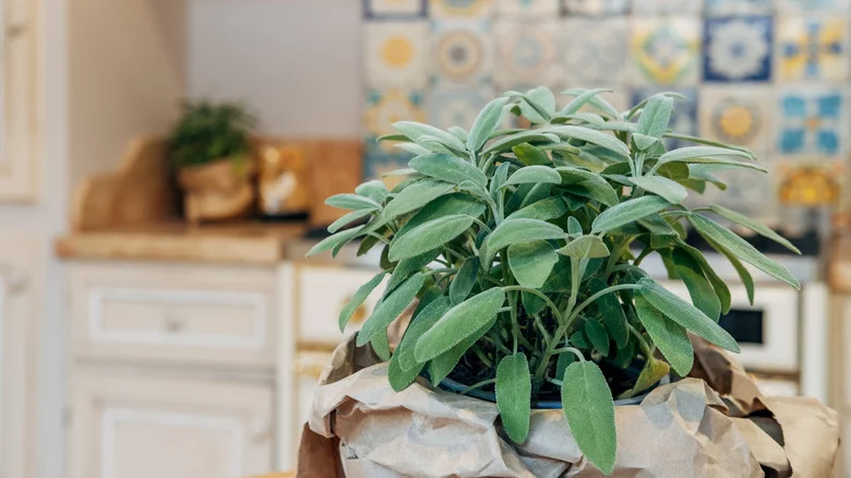 Mistakes Everyone Makes When Growing Sage