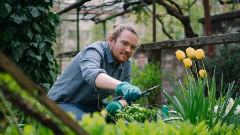 Mistakes Everyone Makes When Growing Tulips In The Garden