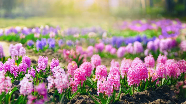 Mistakes Everyone Makes When Planting Hyacinths