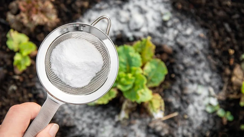 Mistakes Everyone Makes When Using Baking Soda For A Better Lawn & Garden
