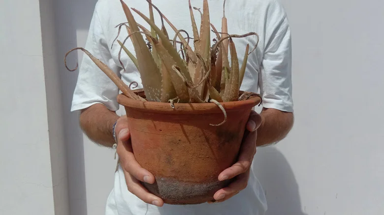 Mistakes Everyone Makes With Their New Aloe Vera Plant