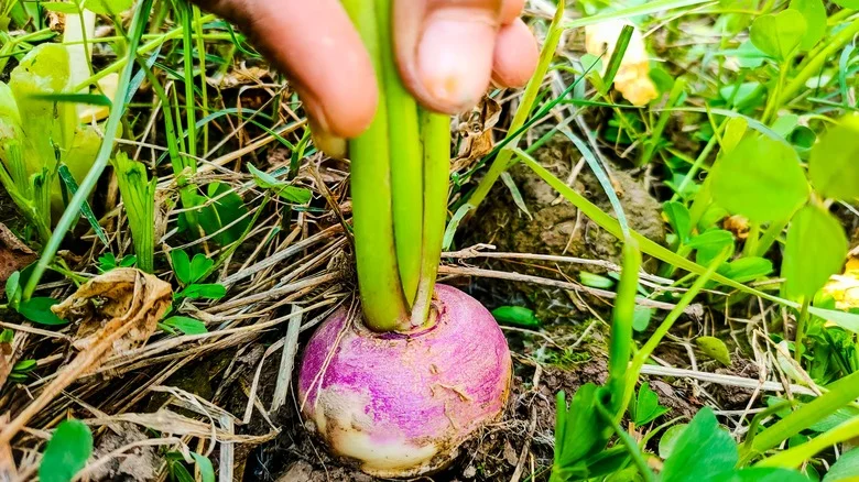 Mistakes That Are Making It Harder For Your Turnips To Grow