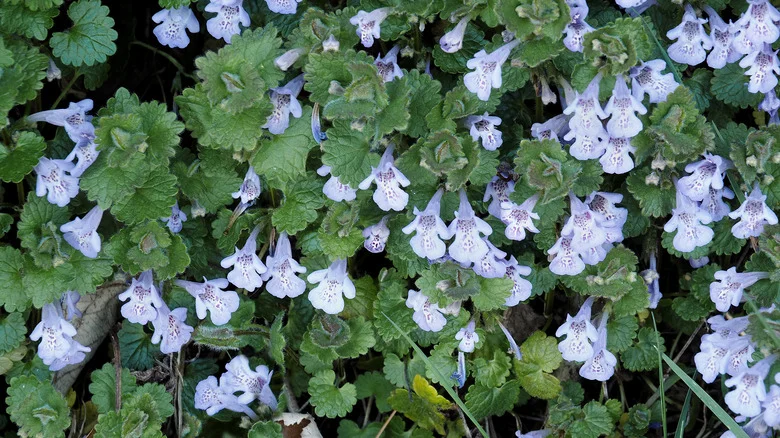 Mistakes That Are Making It Harder To Get Rid Of The Creeping Charlie In Your Yard