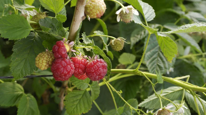 Mistakes That Are Sure To Kill Your Raspberries In The Garden, According To House Digest’s Master Gardener