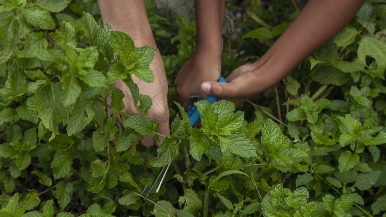 Mistakes That Could Spell Doom For Your Delicious-Smelling Chocolate Mint Plant