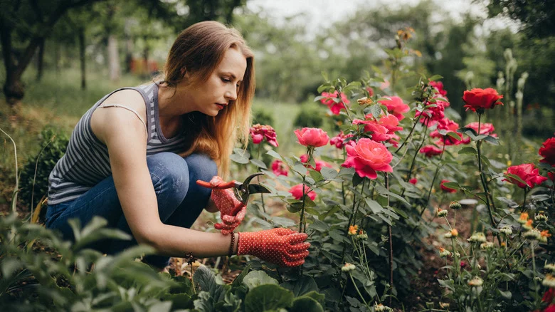 Mistakes To Avoid When Deadheading Your Garden’s Flowers