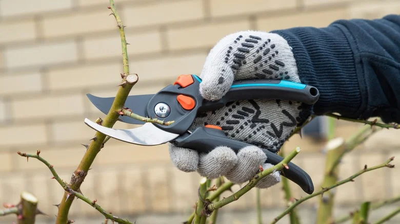 Mistakes To Avoid When Sharpening Your Garden Shears