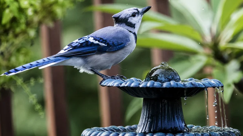 Modern Bird Bath Designs That’ll Have Colorful Friends Flocking To Your Yard