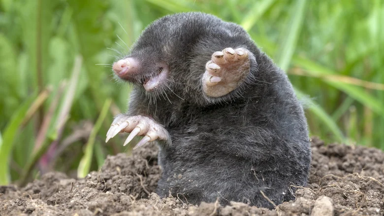 Mole Vs Snake Hole: How To Tell Which Is In Your Yard