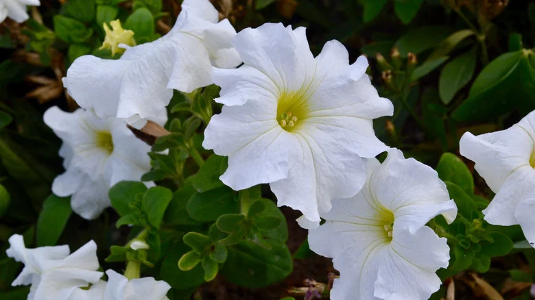 Moonflowers: Everything You Should Know Before Planting
