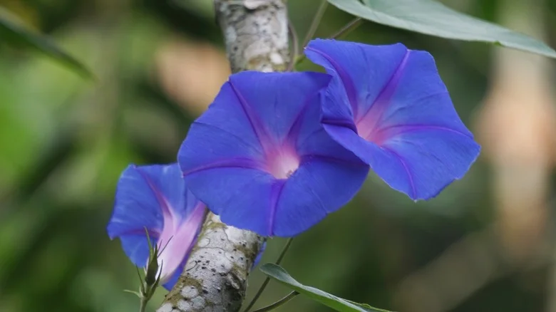 Morning Glories Are A Favorite Of Hummingbirds, But Know This Before Planting Them