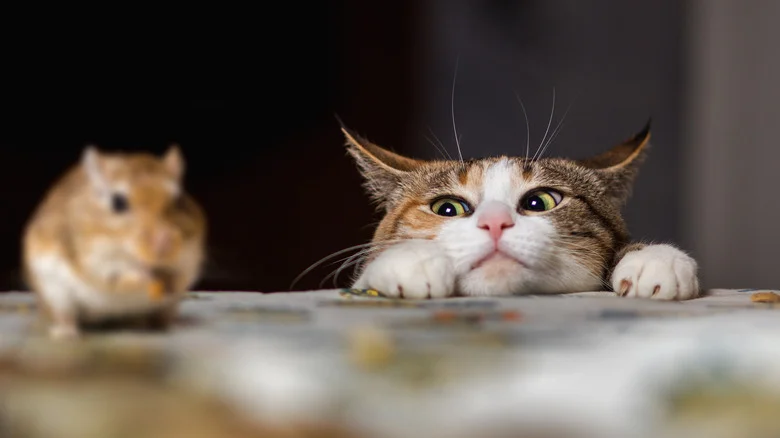 Mouse Vs Rat: Which Pest Is Invading Your Home (And What To Do About It)