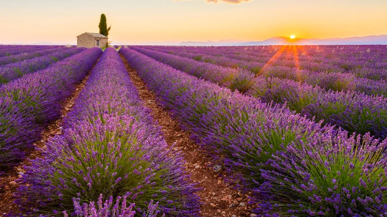 Multiply Your Lavender Plants With One Easy Gardening Technique