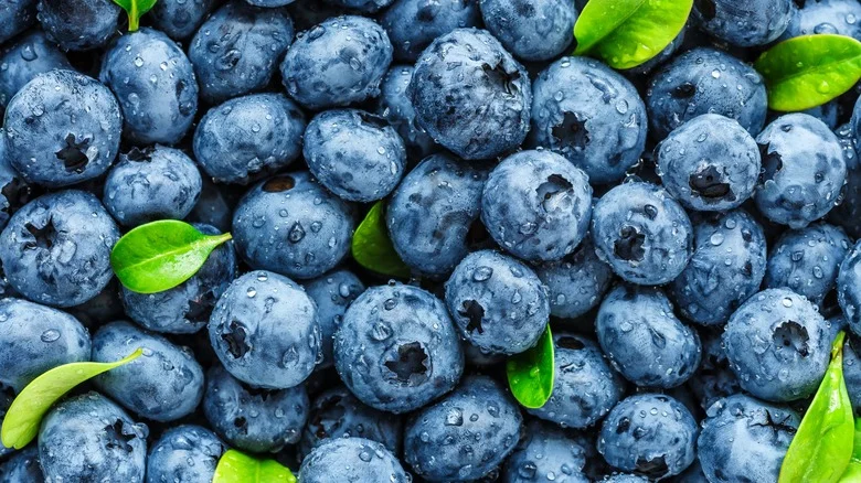 Must-Know Tips To Grow Blueberries In Containers For A Fresh & Juicy Harvest