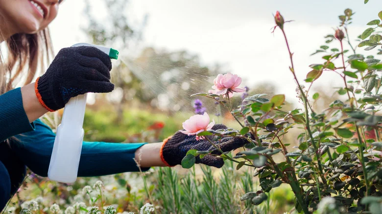 Natural Alternatives To Store-Bought Fungicide
