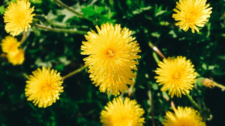 Natural Options For Killing Dandelions Without Hurting Your Grass