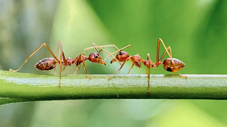 Naturally Deter Fire Ants From Your Yard With The Help Of A Fresh-Smelling Herb