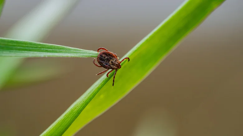 Naturally Keep Ticks Away From Your Home By Growing This Lush Herb