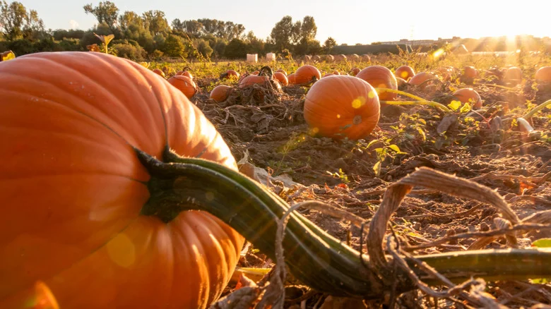 Neglecting This Gardening Task May Be Seriously Hurting Your Pumpkin Crop