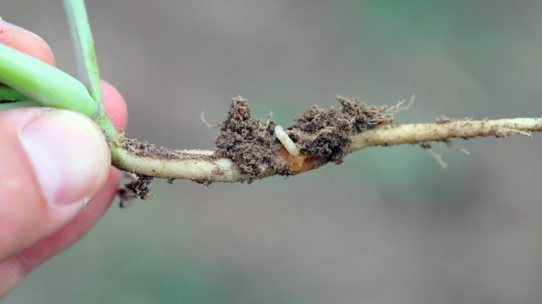 Neither Basil Nor Lavender: Grow This Herb To Help Keep Cabbage Flies Away