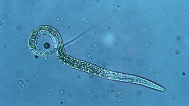 Nematodes: Garden Pest Or Gardener’s Secret Weapon?