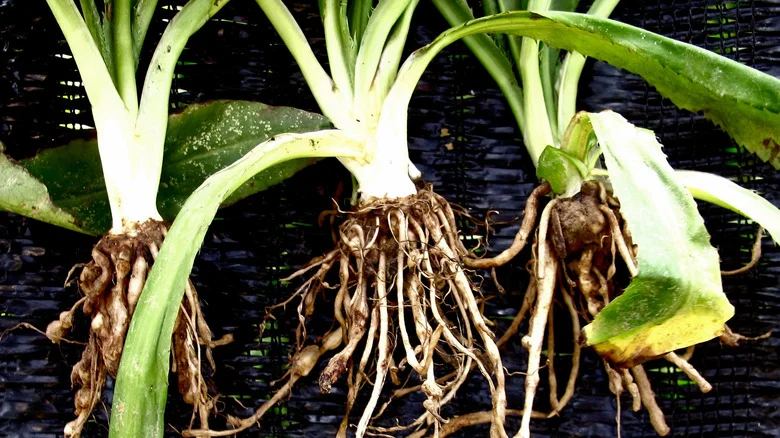 Nematodes Stand No Chance Against This Fast-Growing Grass
