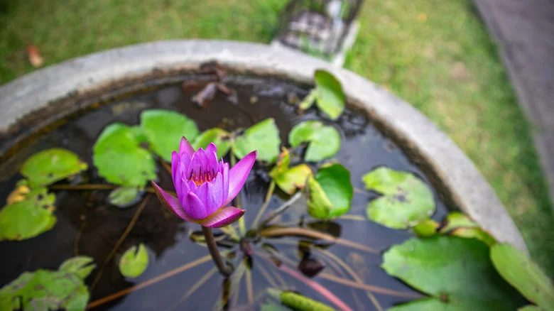 No Pond, No Problem: How To Grow Water Lilies In Pots For A Stunning Patio Garden