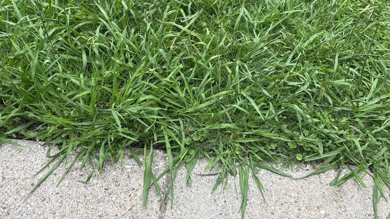 Nope, Not Crabgrass: How To Remove This Fast-Spreading Look-Alike For Good