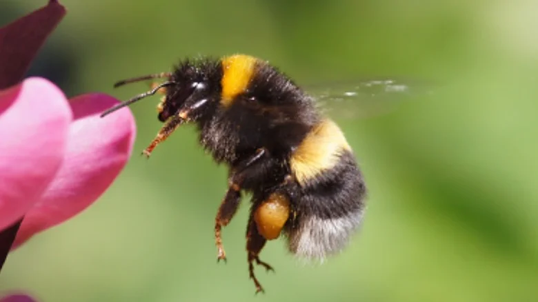 Not All Flowers Are Sweet: Pollinators Love This Pretty Weed, But Your Yard Won’t