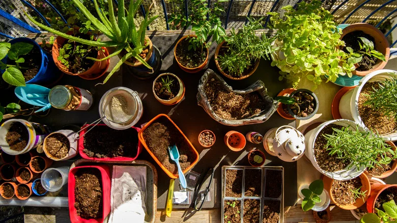 Not All Plastic Is Equal In Gardening. Here’s The Scoop On Which Plastics To Avoid
