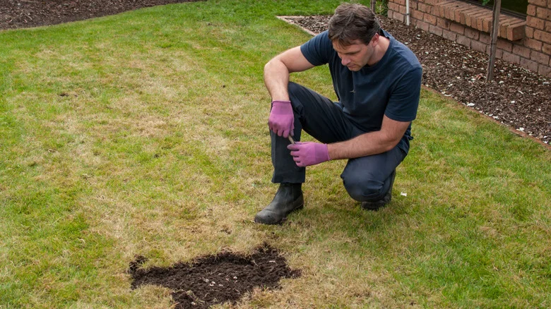 Not All Yard Holes Are From Animals. Here’s What Else Could Be To Blame