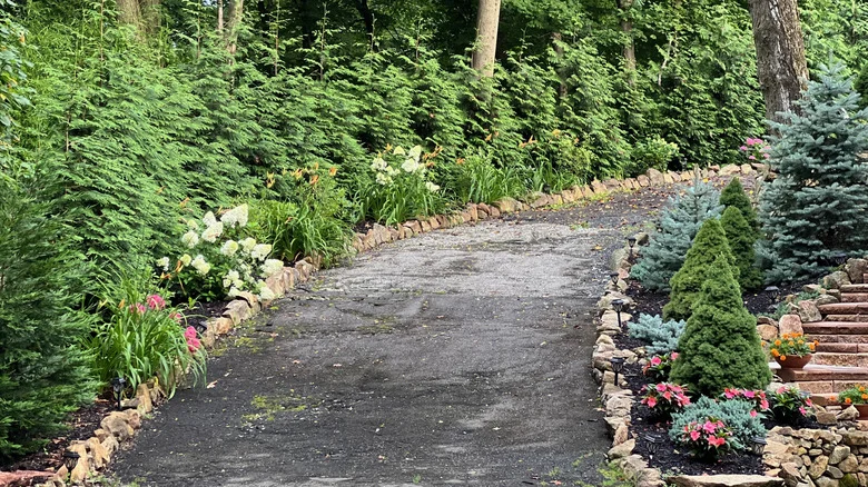 Not Brick, Not Pavers: The Yellow Flowering Shrub That’ll Beautifully Edge Your Driveway