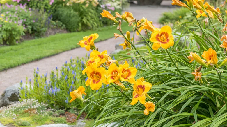 Not Chemicals: Keep Pests Away From Daylilies Using Herbs