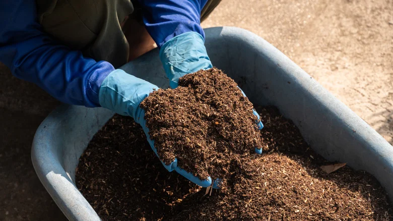 Not Coffee Grounds, Not Eggshells: The Kitchen Essential You Should Be Using As Fertilizer