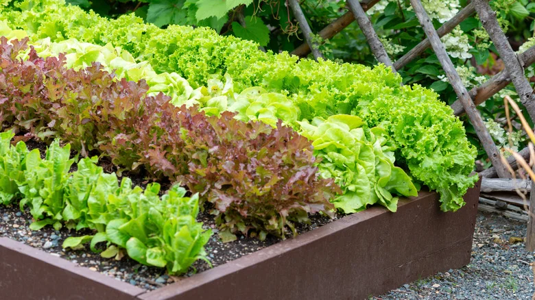 Not Coffee Grounds: The Drink To Add To DIY Fertilizer For Thriving Leafy Greens