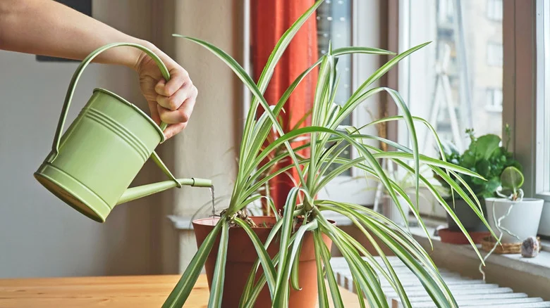 Not Daily, Not Weekly: Here’s How Often To Water Your Spider Plant This Winter