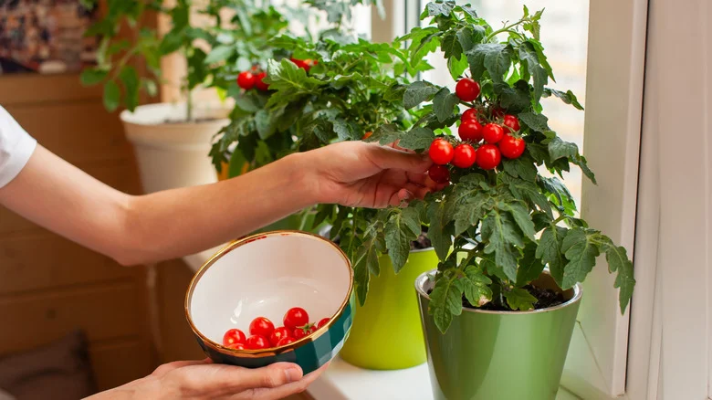 Not Eggshells Or Banana Peels: This Forgotten Kitchen Liquid Helps Tomato Plants Thrive