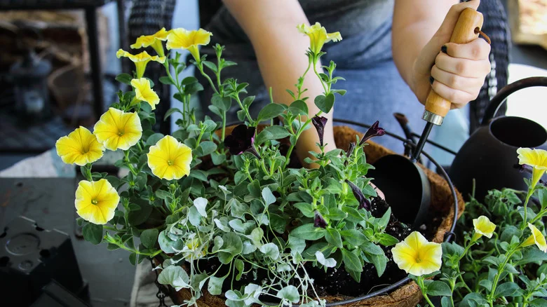 Not Fertilizer Or Compost: The Potting Material That Extends Hanging Basket Blooms