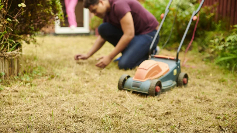 Not Grass, Not Moss: The Cheap & Easy Alternative That Makes Lawns Look Great