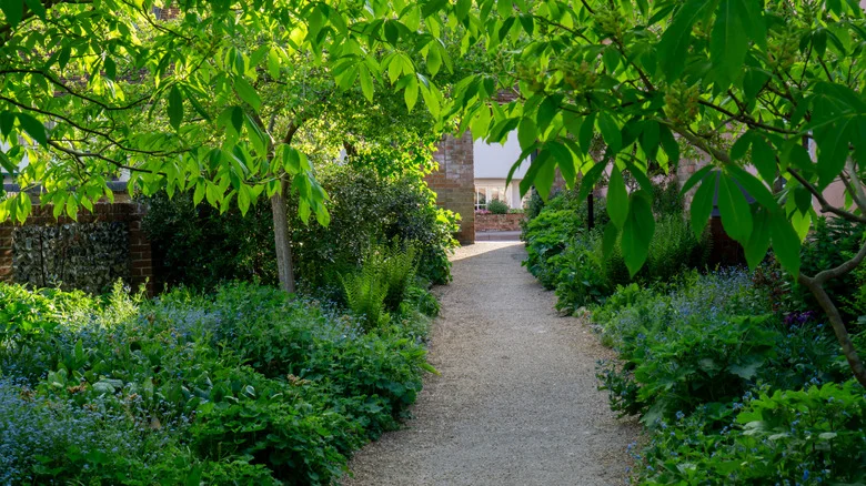Not Hostas, Not Begonias: The ‘Lovely’ Ground Cover That’s Great For Shaded Areas