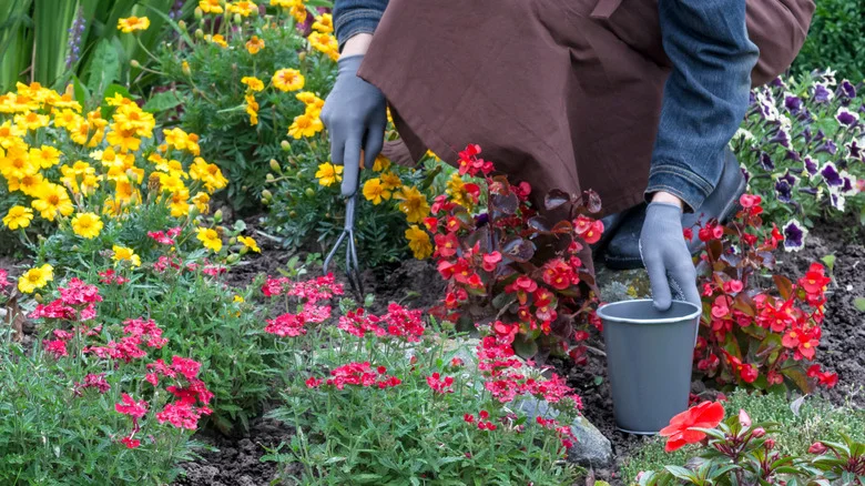 Not Hostas, Not Coral Bells: The Plant That’s Great For Shaded Flower Beds