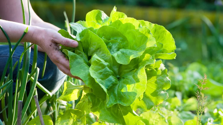 Not Just Fertilizer: The Companion Plant That Can Help Your Lettuce Garden Thrive