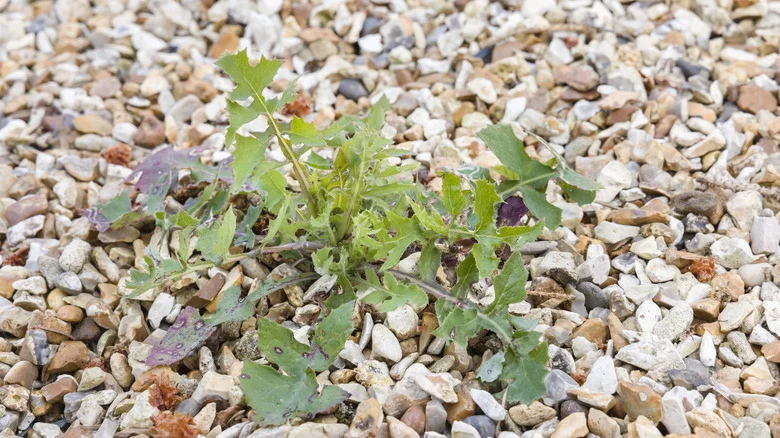 Not Landscape Fabric Or Weed Barriers: Here’s A Better Solution For Gravel Driveways